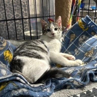 Enlarge Dusti, a Adoptable Domestic Short Hair in Devils Lake, ND image 1/4