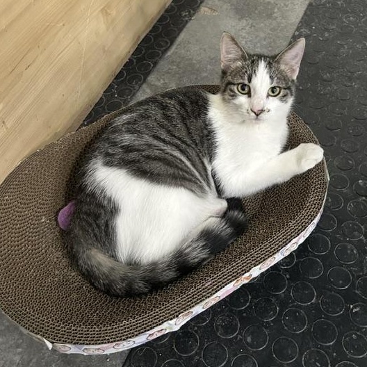 Dusti, Adoptable, Young Female Domestic Short Hair.