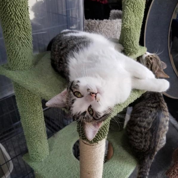 Dusti, Adoptable, Young Female Domestic Short Hair.