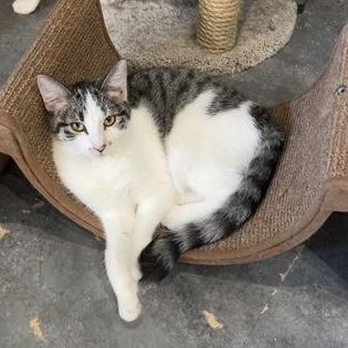 Enlarge Dusti, a Adoptable Domestic Short Hair in Devils Lake, ND image 3/4