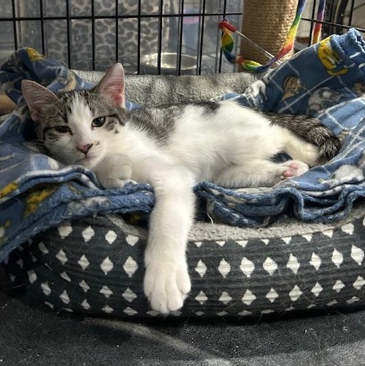 Enlarge Dusti, a Adoptable Domestic Short Hair in Devils Lake, ND image 4/4