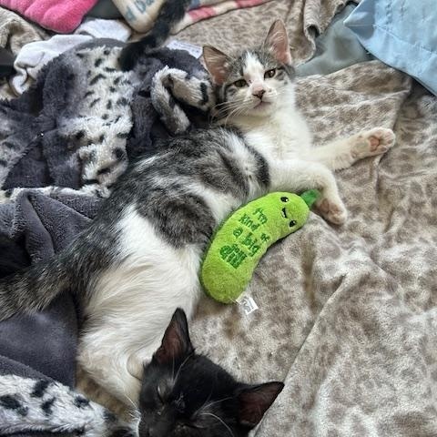 Enlarge Dusti, a Adoptable Domestic Short Hair in Devils Lake, ND image 3/4