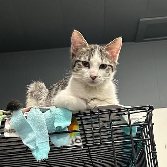 Enlarge Dusti, a Adoptable Domestic Short Hair in Devils Lake, ND image 2/4