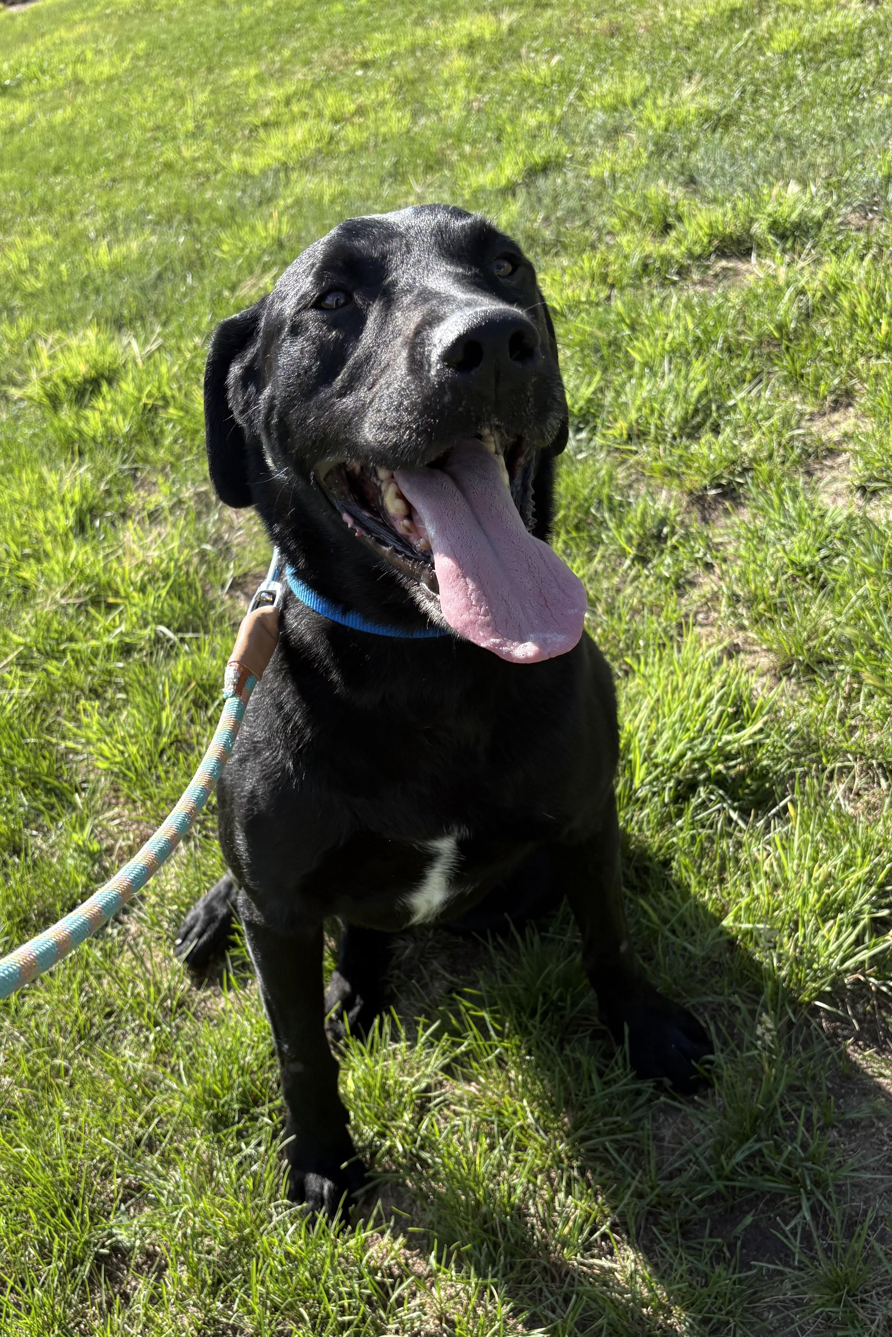 Enlarge Coal, a ADOPTABLE Black Labrador Retriever in Grant, NE image 3/5