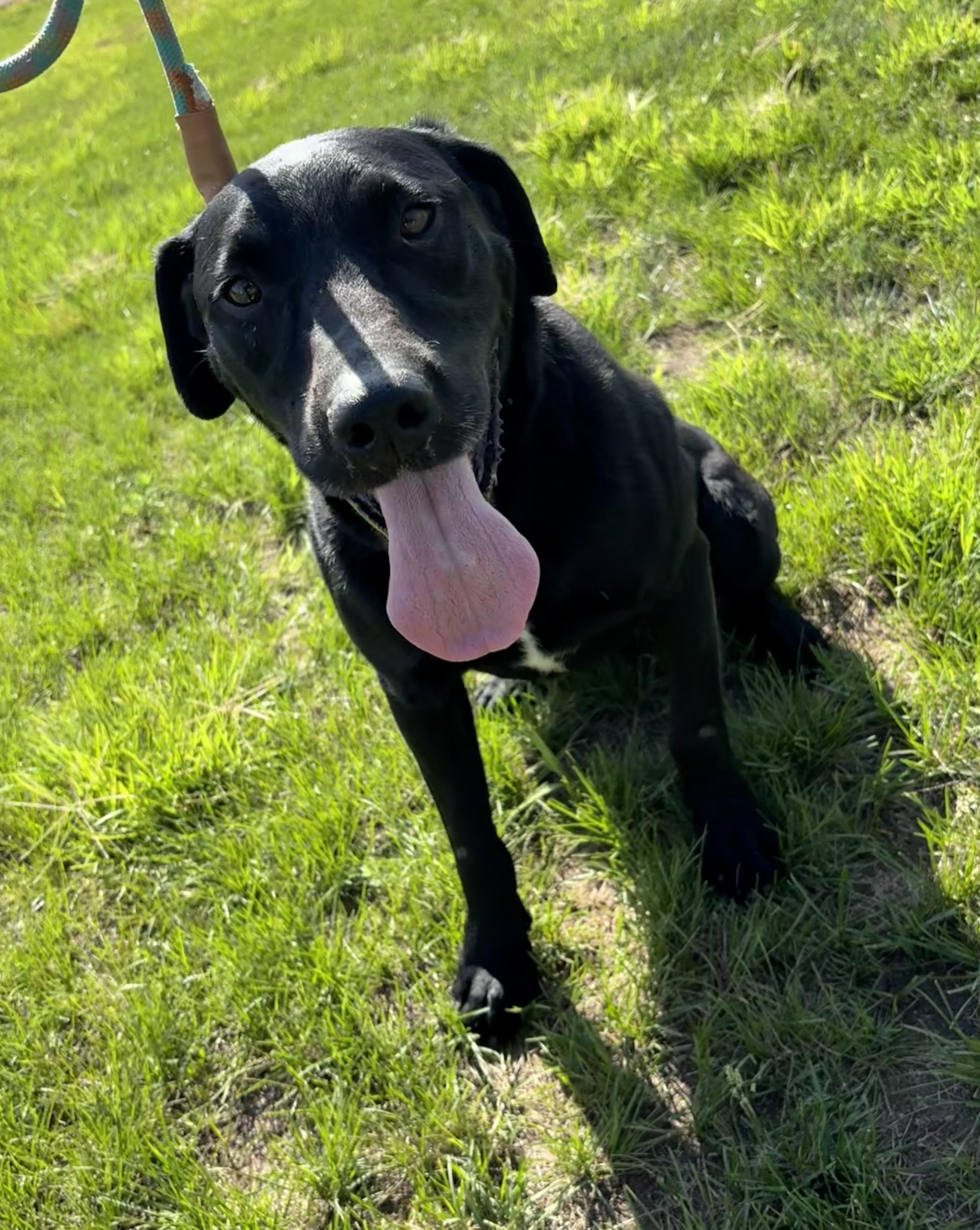 Enlarge Coal, a ADOPTABLE Black Labrador Retriever in Grant, NE image 1/5