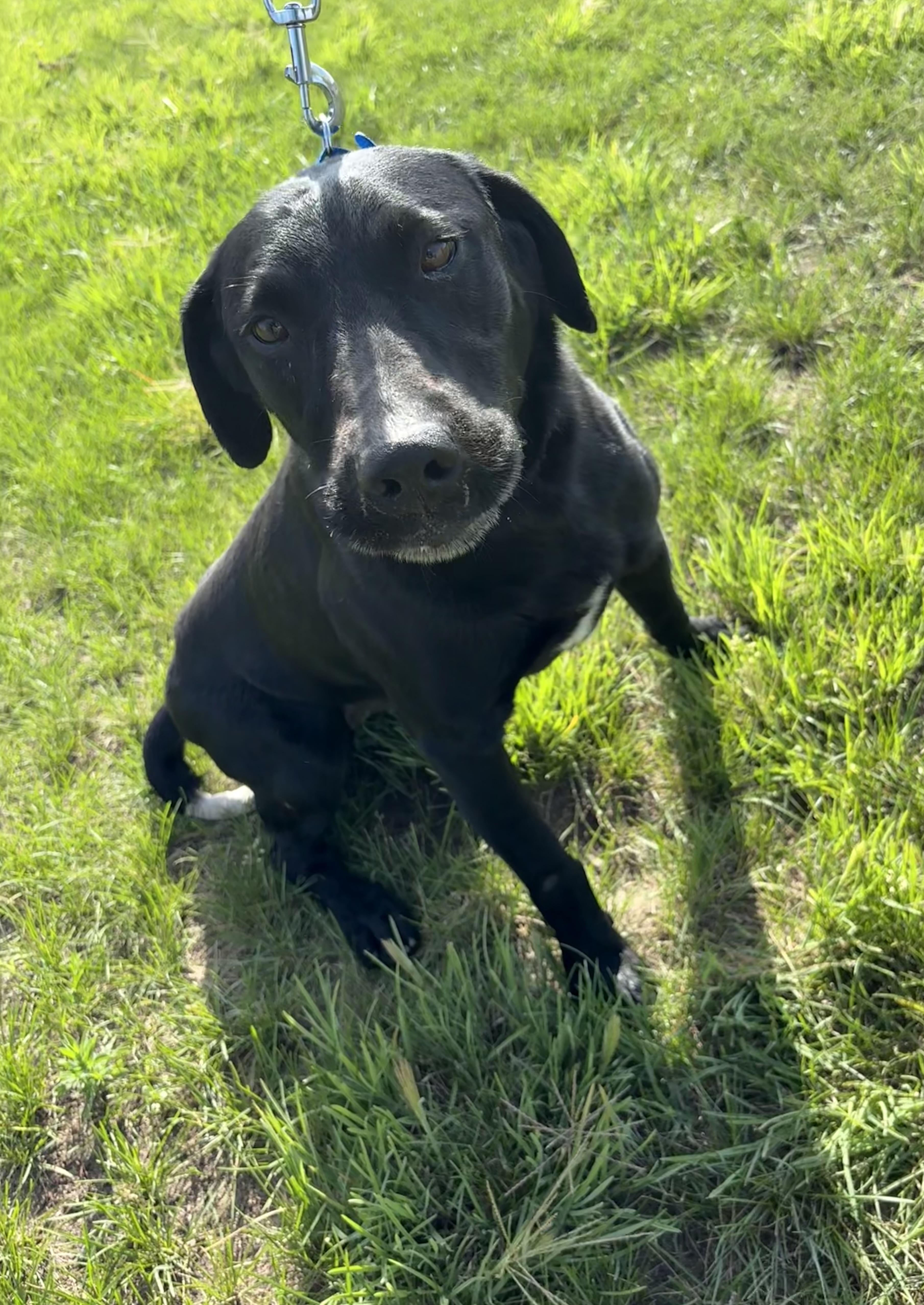 Enlarge Coal, a ADOPTABLE Black Labrador Retriever in Grant, NE image 5/5