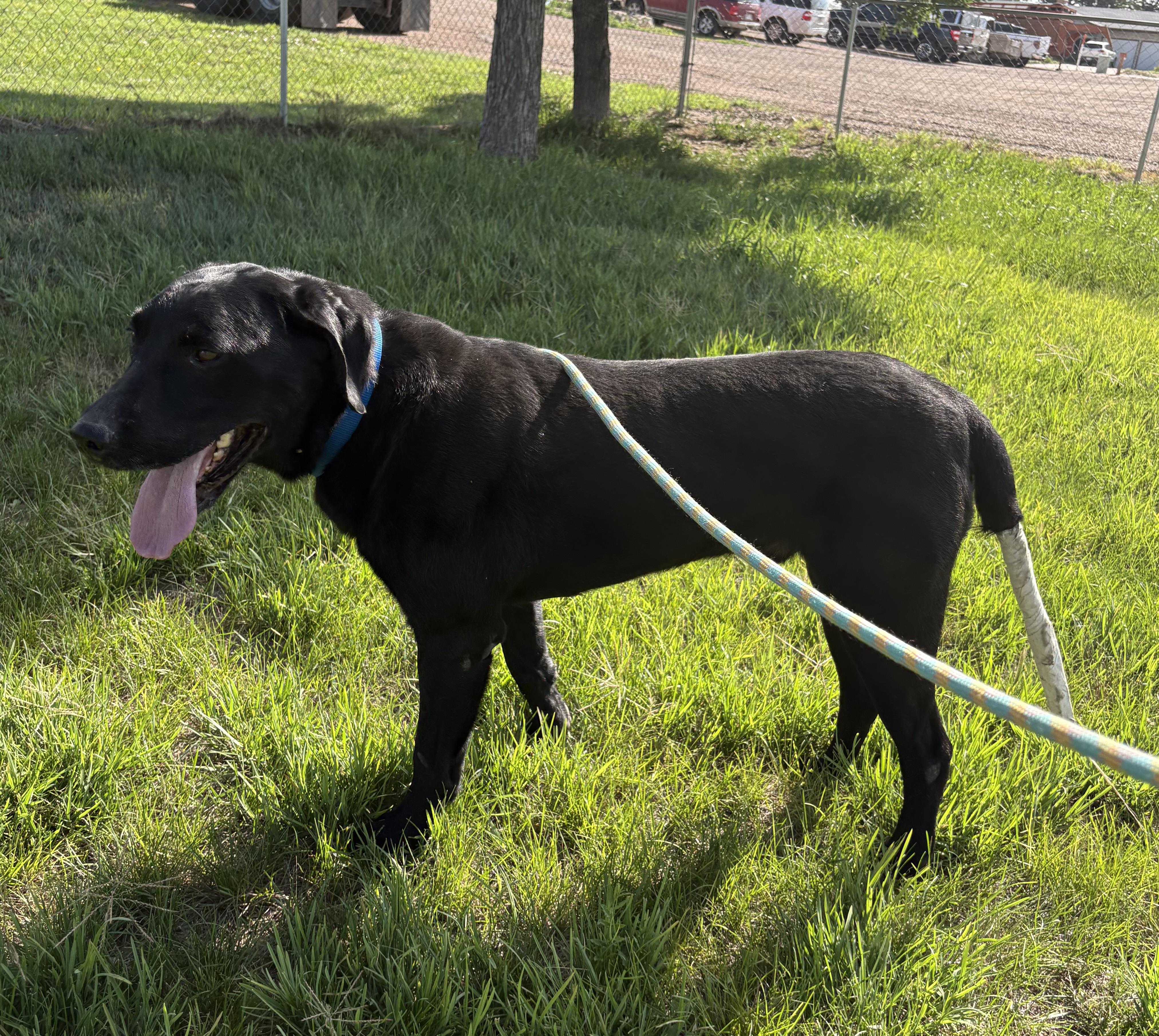 Enlarge Coal, a ADOPTABLE Black Labrador Retriever in Grant, NE image 4/5