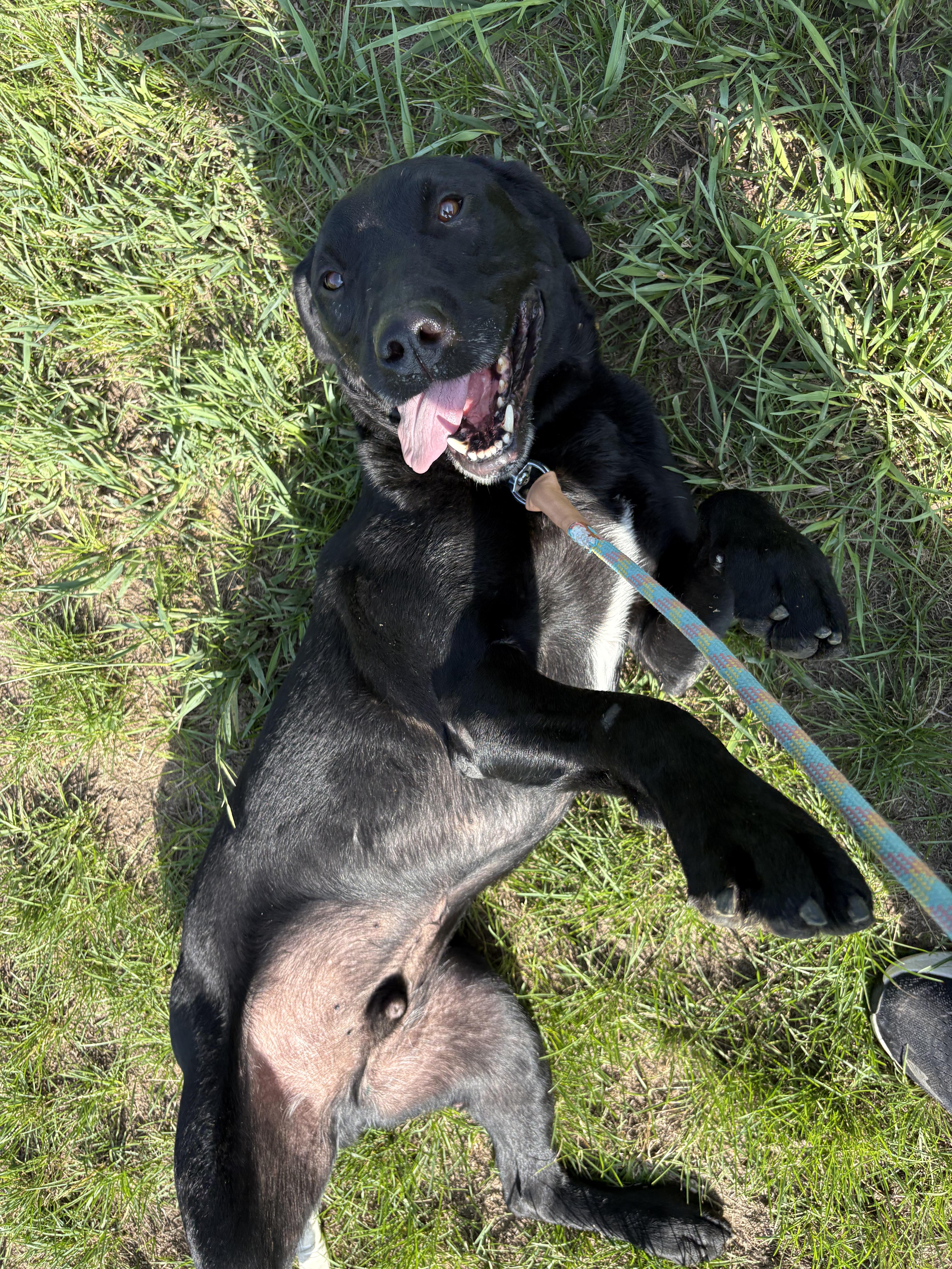 Enlarge Coal, a ADOPTABLE Black Labrador Retriever in Grant, NE image 2/5