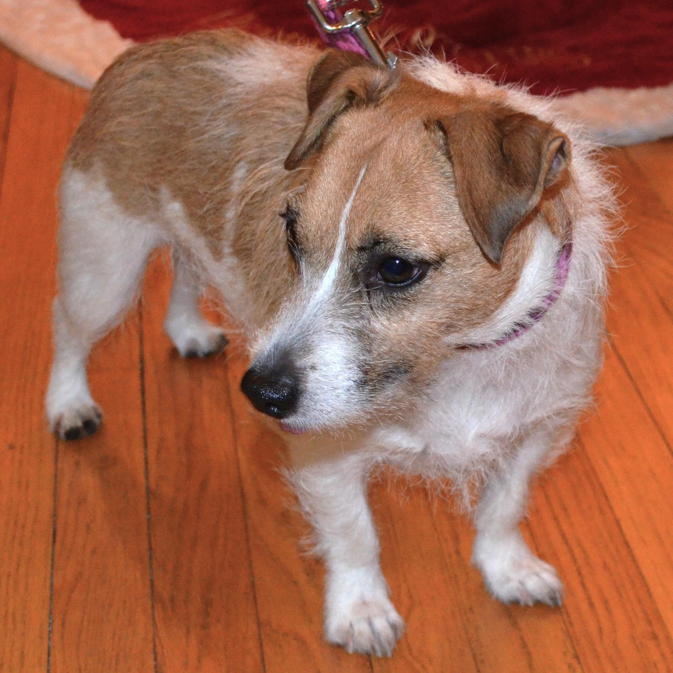 Micah, an adoptable Jack Russell Terrier in Scranton, PA image 2/6