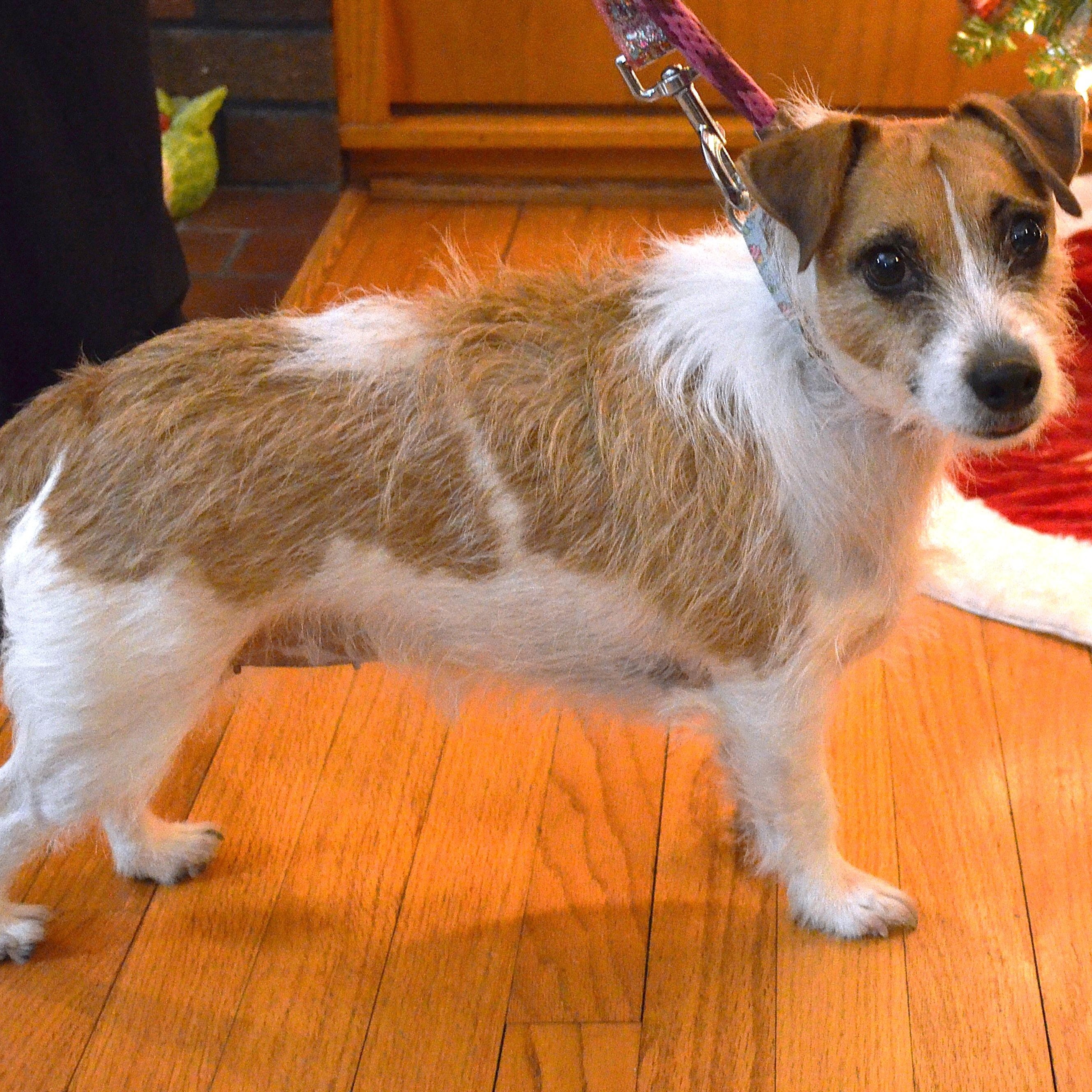 Micah, an adoptable Jack Russell Terrier in Scranton, PA image 3/6
