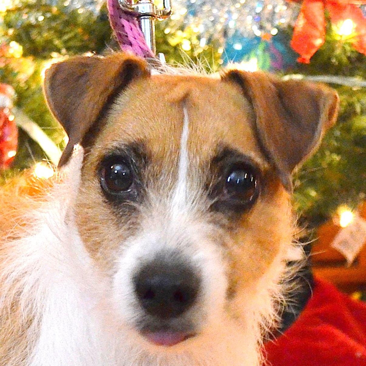 Micah, an adoptable Jack Russell Terrier in Scranton, PA image 1/6