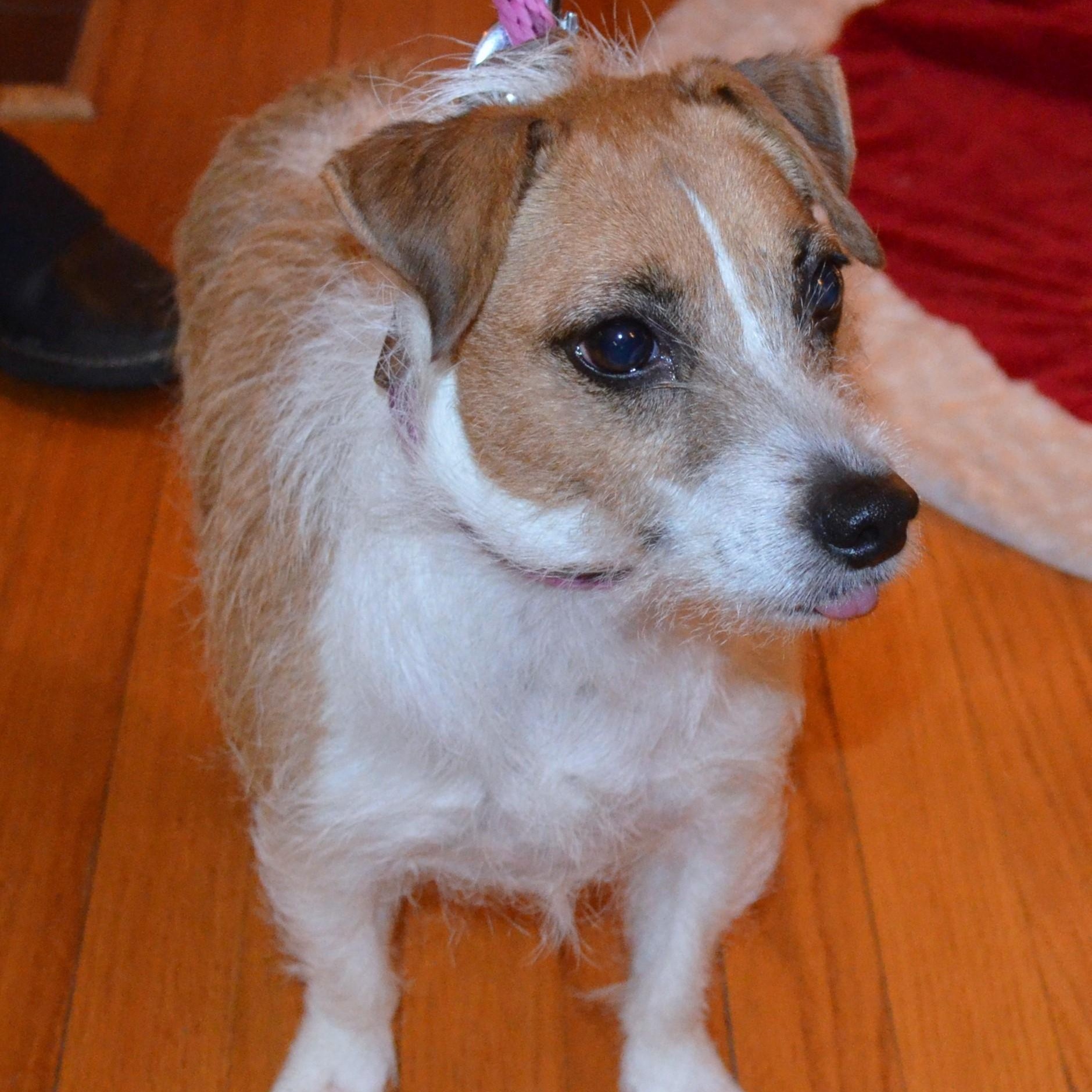 Micah, an adoptable Jack Russell Terrier in Scranton, PA image 4/6