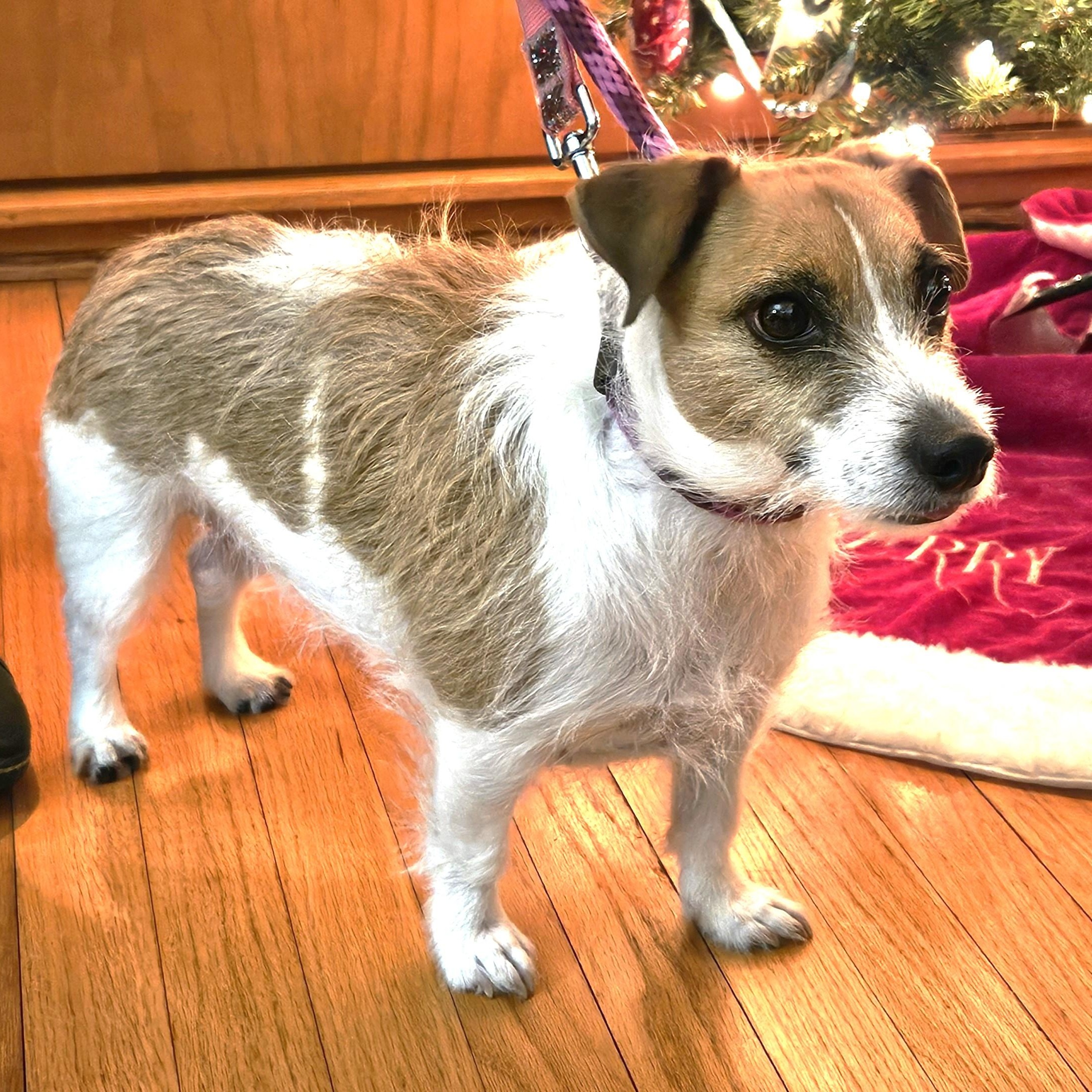 Micah, an adoptable Jack Russell Terrier in Scranton, PA image 5/6