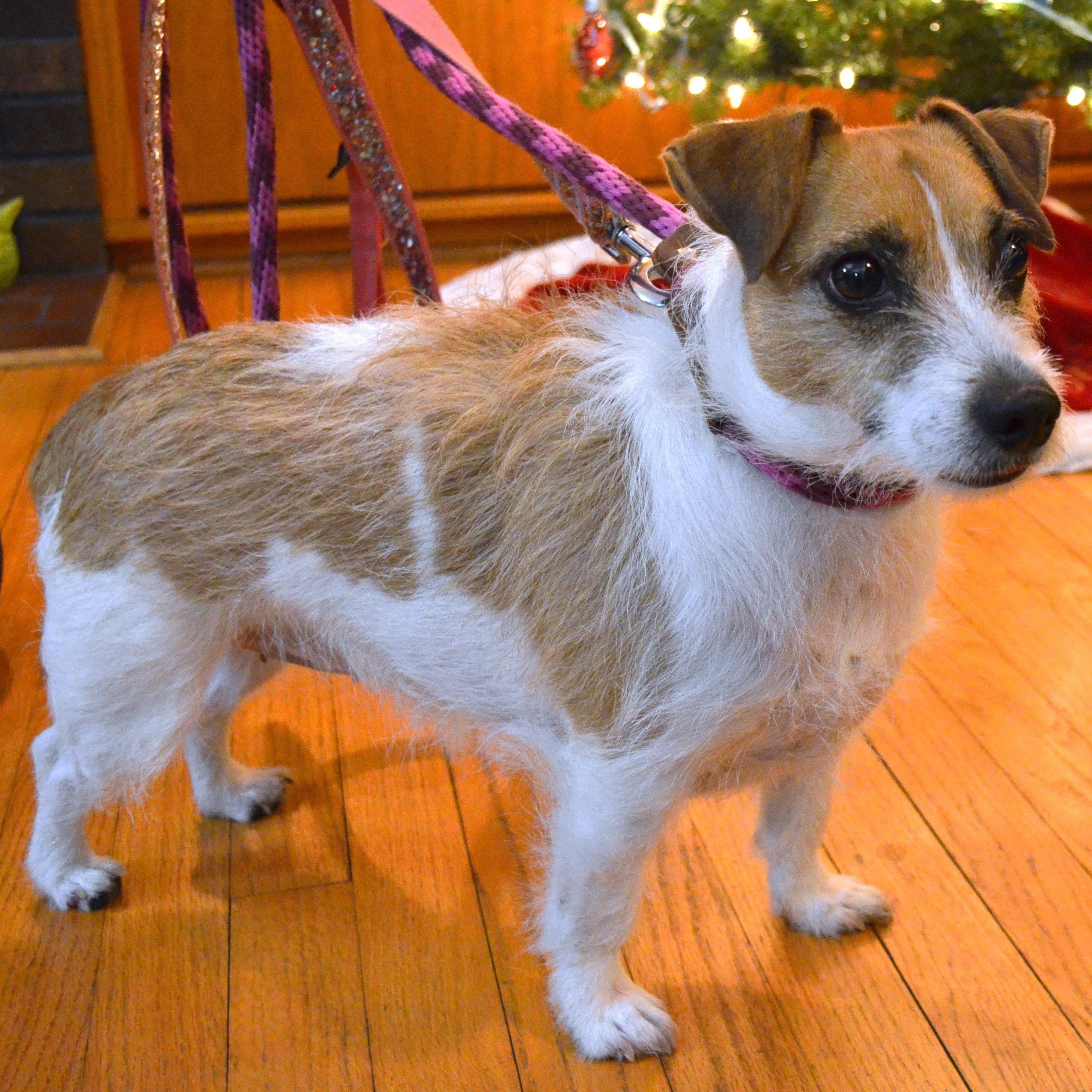 Micah, an adoptable Jack Russell Terrier in Scranton, PA image 6/6