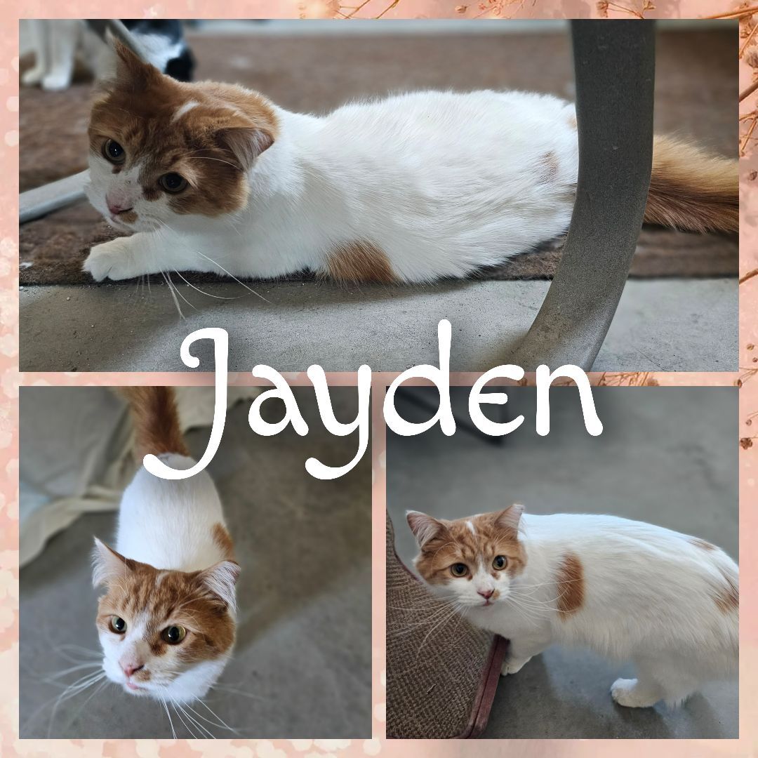 Jayden, Adopted, Adult Male Domestic Long Hair.