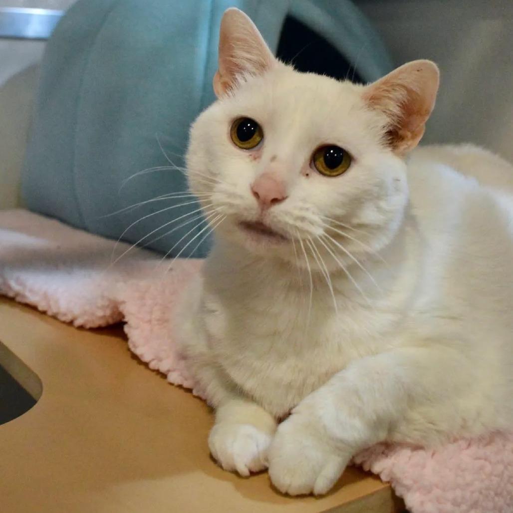 Enlarge Katrina, a Adoptable Domestic Short Hair in Saint Charles, MO image 2/4