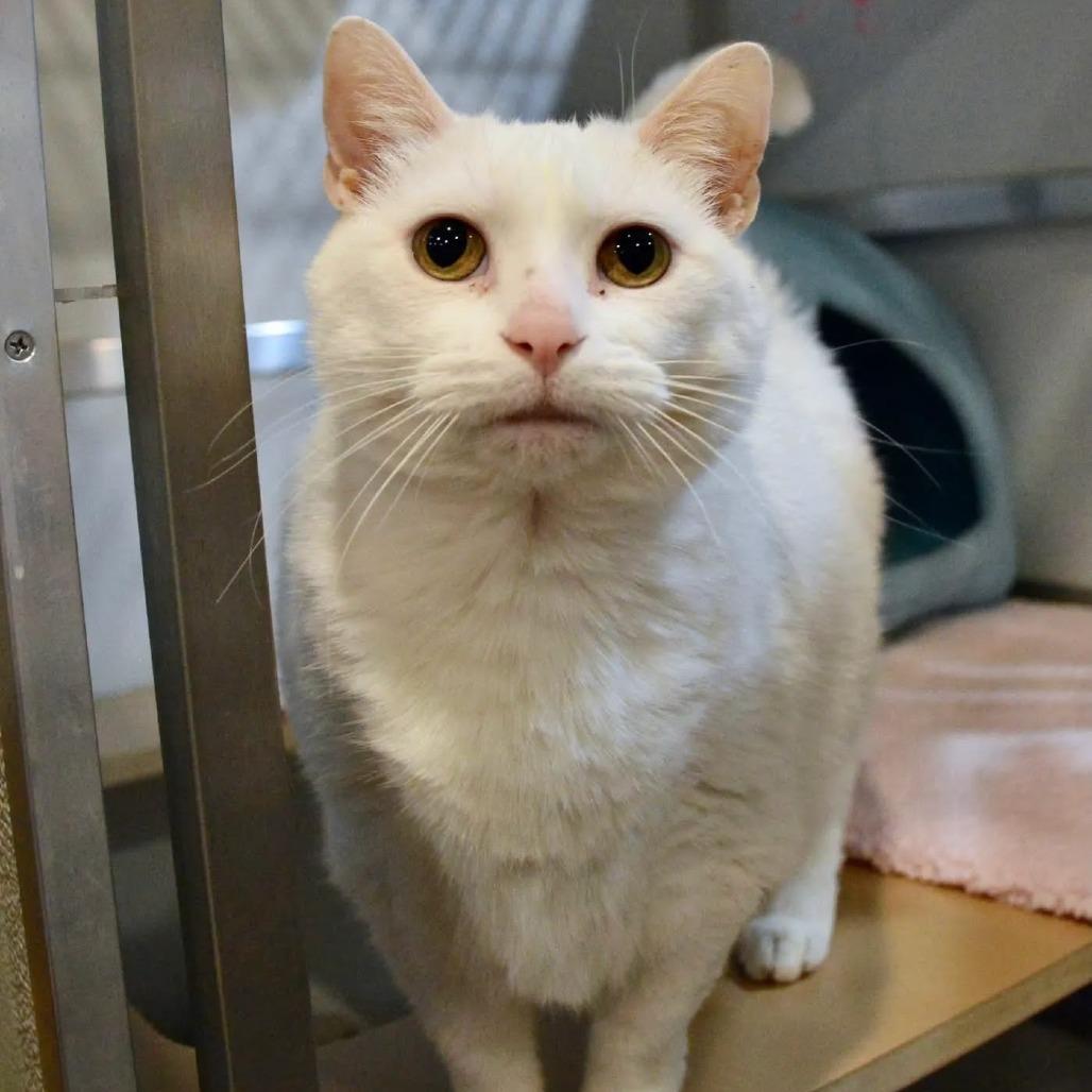 Enlarge Katrina, a Adoptable Domestic Short Hair in Saint Charles, MO image 3/4