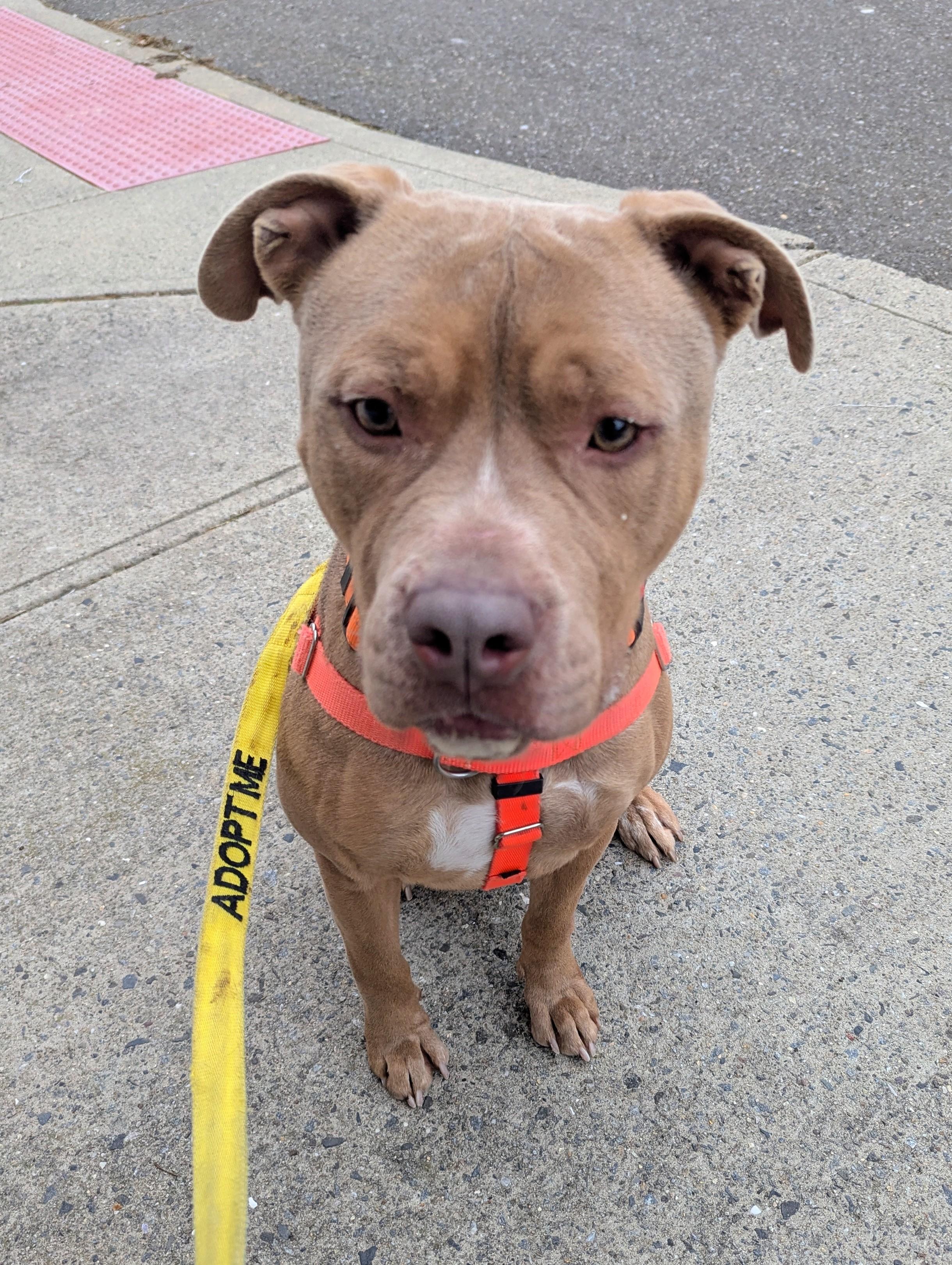 Enlarge Tony, a Adoptable mixed breed in Stratford, CT image 2/3