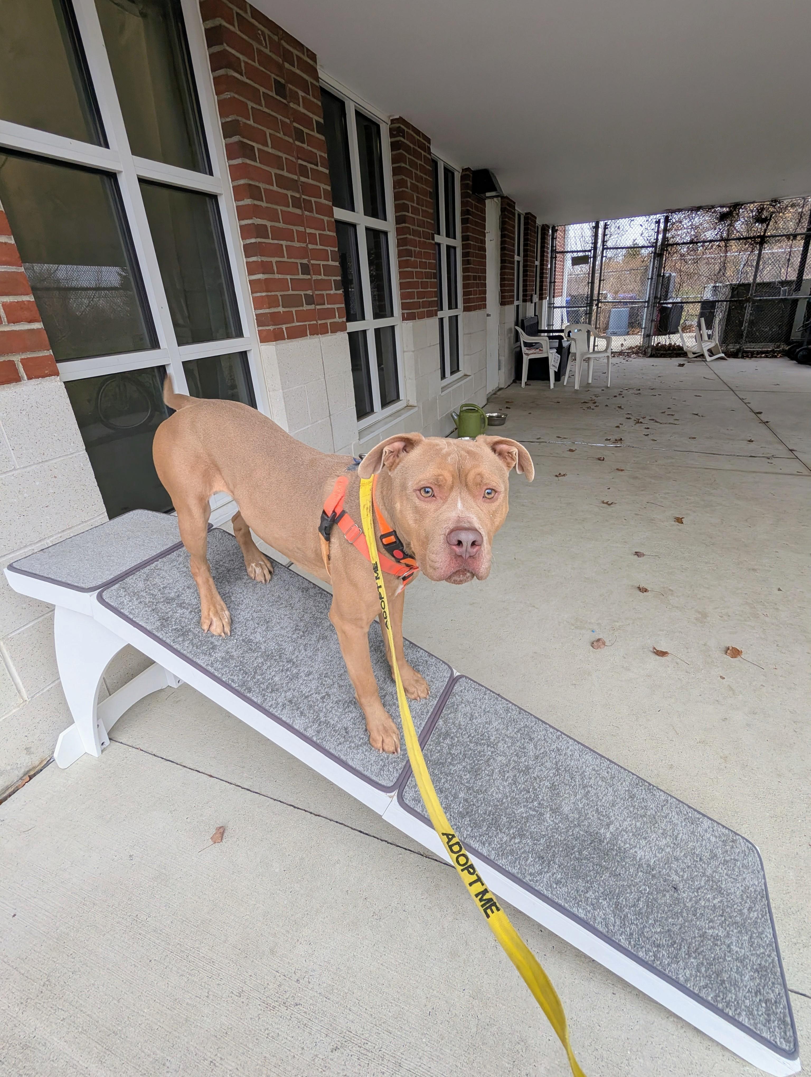 Enlarge Tony, a Adoptable mixed breed in Stratford, CT image 3/3