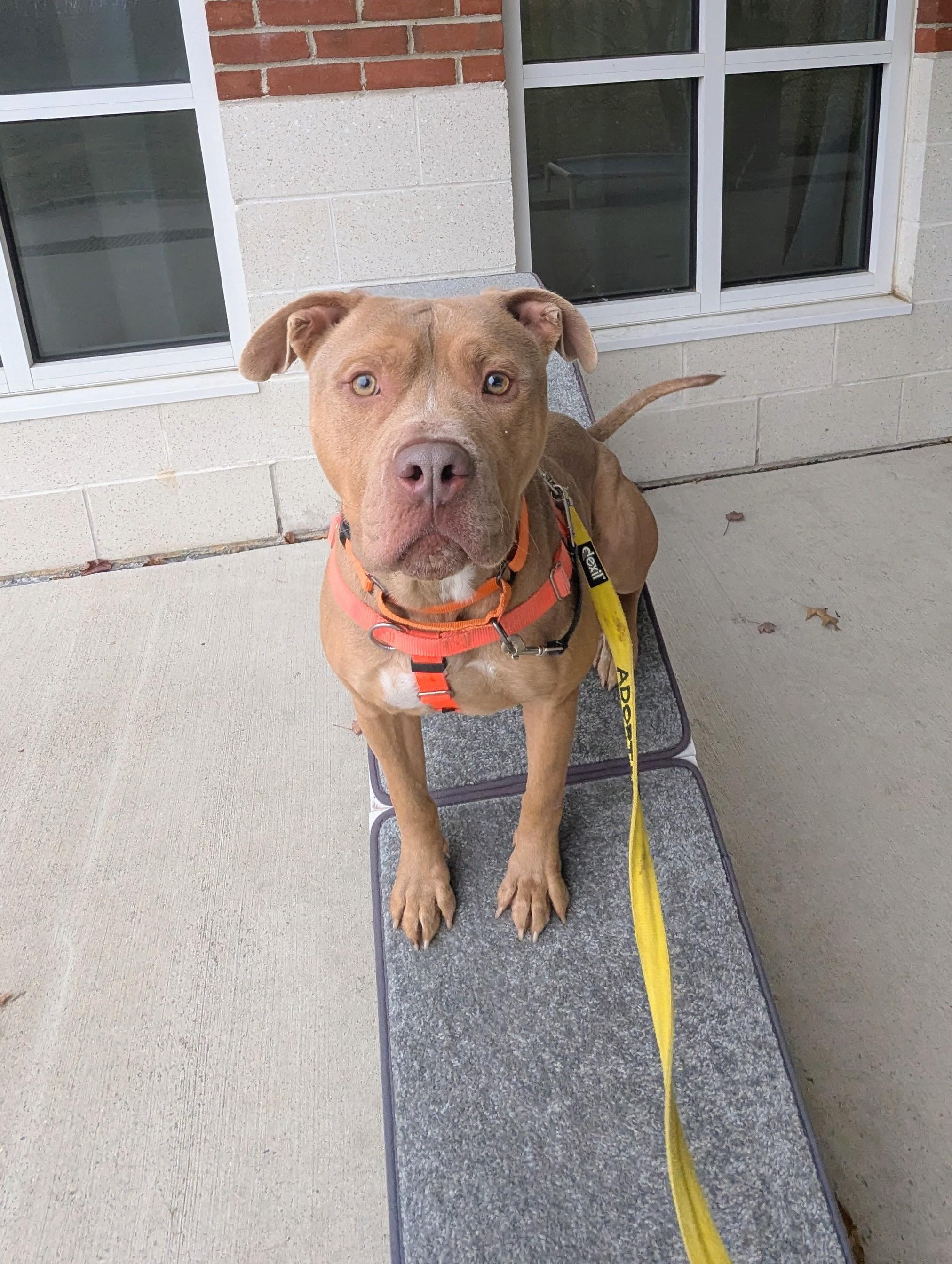 Tony, Adoptable, Young Male Pit Bull Terrier.