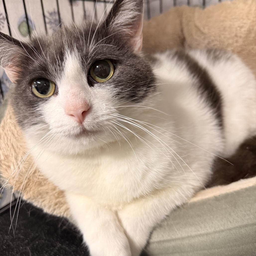 26-103 Luna, Adoptable, Adult Female American Shorthair.