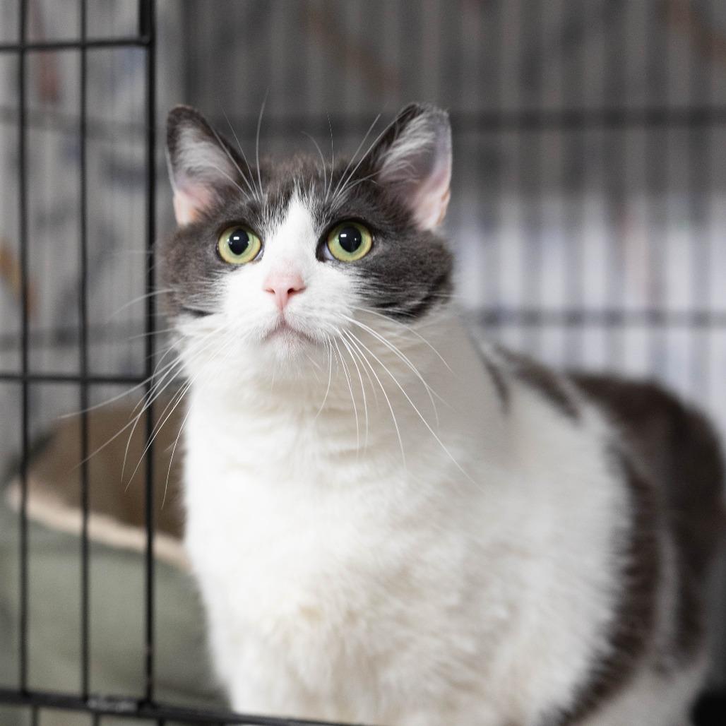 26-103 Luna, a Adoptable American Shorthair in North Branford, CT image 2/6