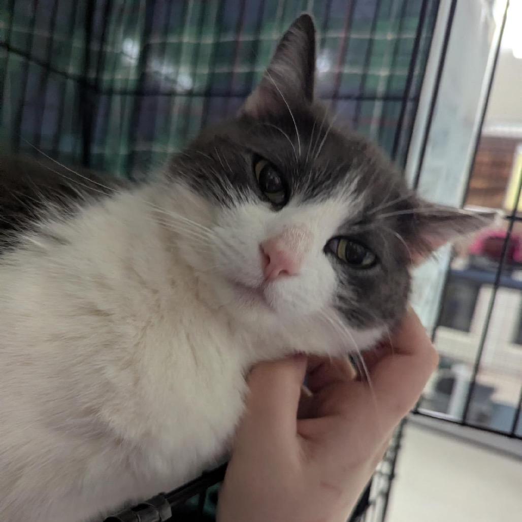 26-103 Luna, a Adoptable American Shorthair in North Branford, CT image 3/6