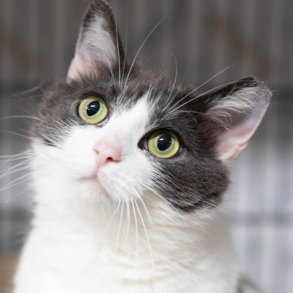 26-103 Luna, a Adoptable American Shorthair in North Branford, CT image 4/6