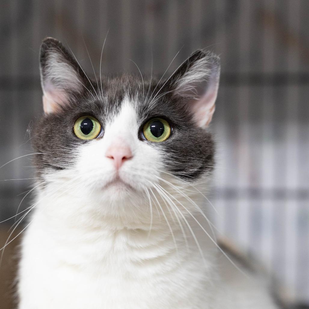 26-103 Luna, a Adoptable American Shorthair in North Branford, CT image 5/6
