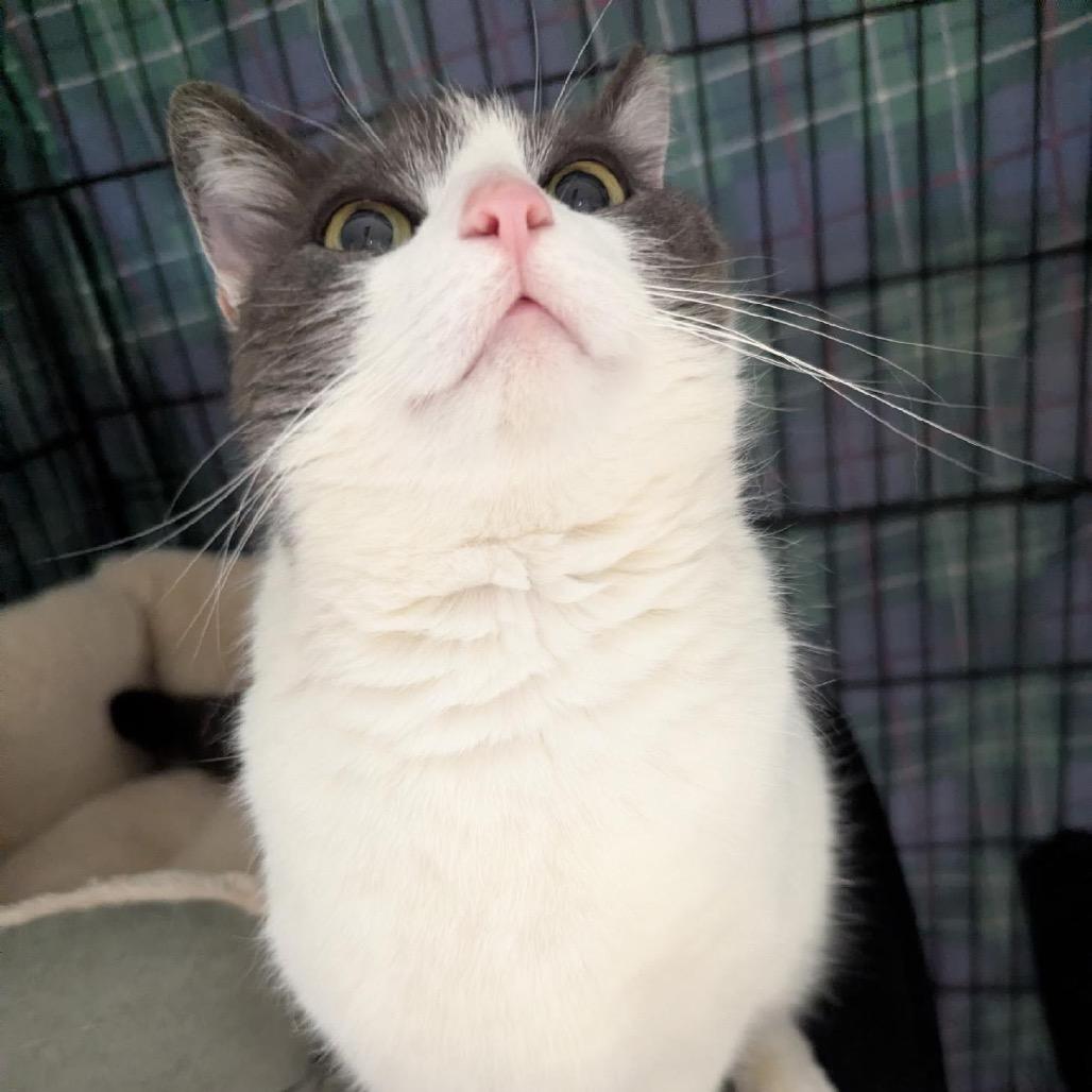 26-103 Luna, a Adoptable American Shorthair in North Branford, CT image 6/6