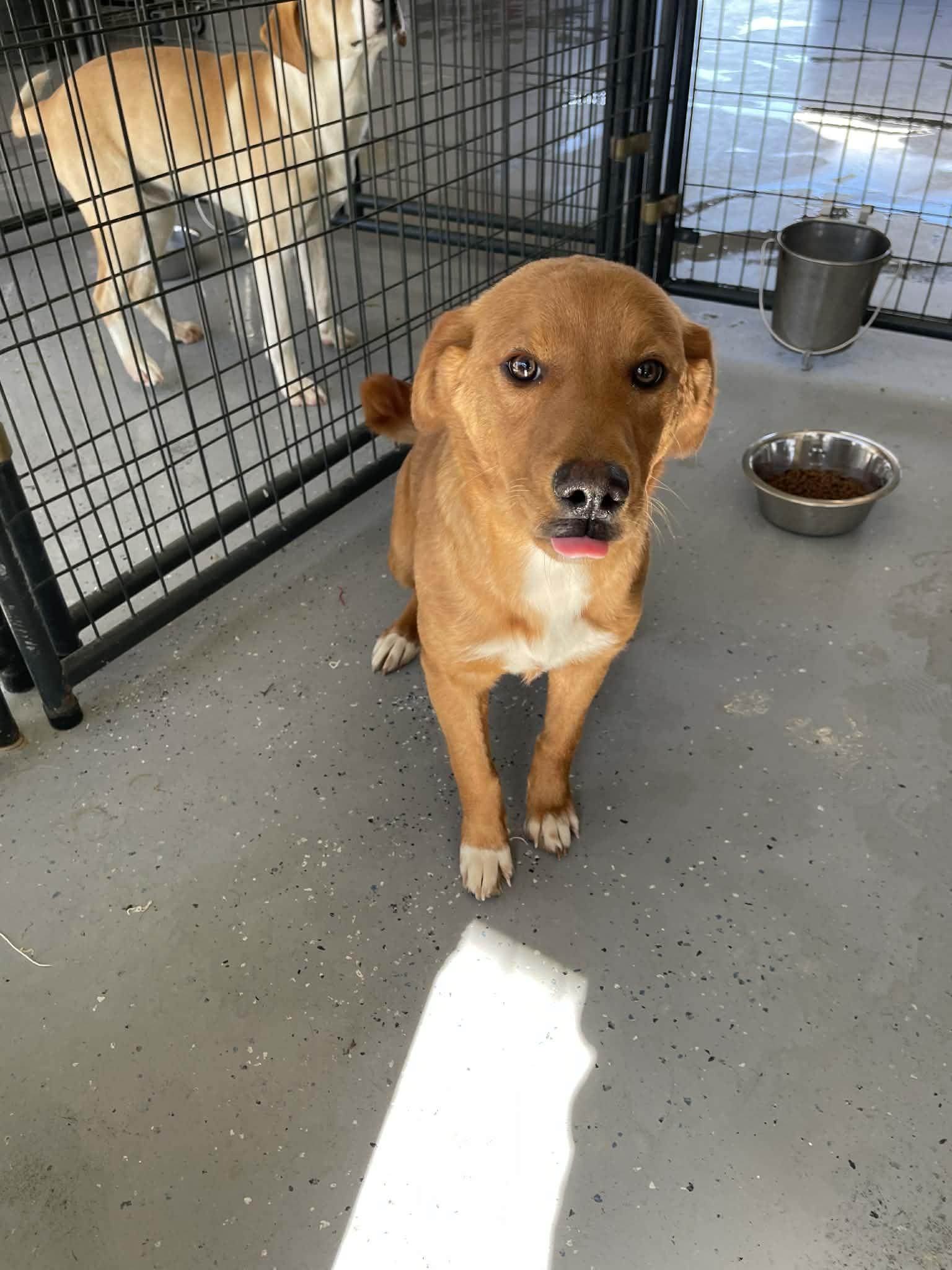 Jermaine, ADOPTABLE, Young Male Hound.