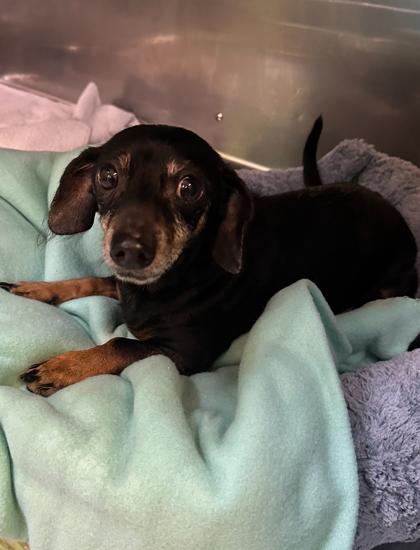 Lil Bit IN FOSTER, Adoptable, Senior Male Dachshund & Mixed Breed.