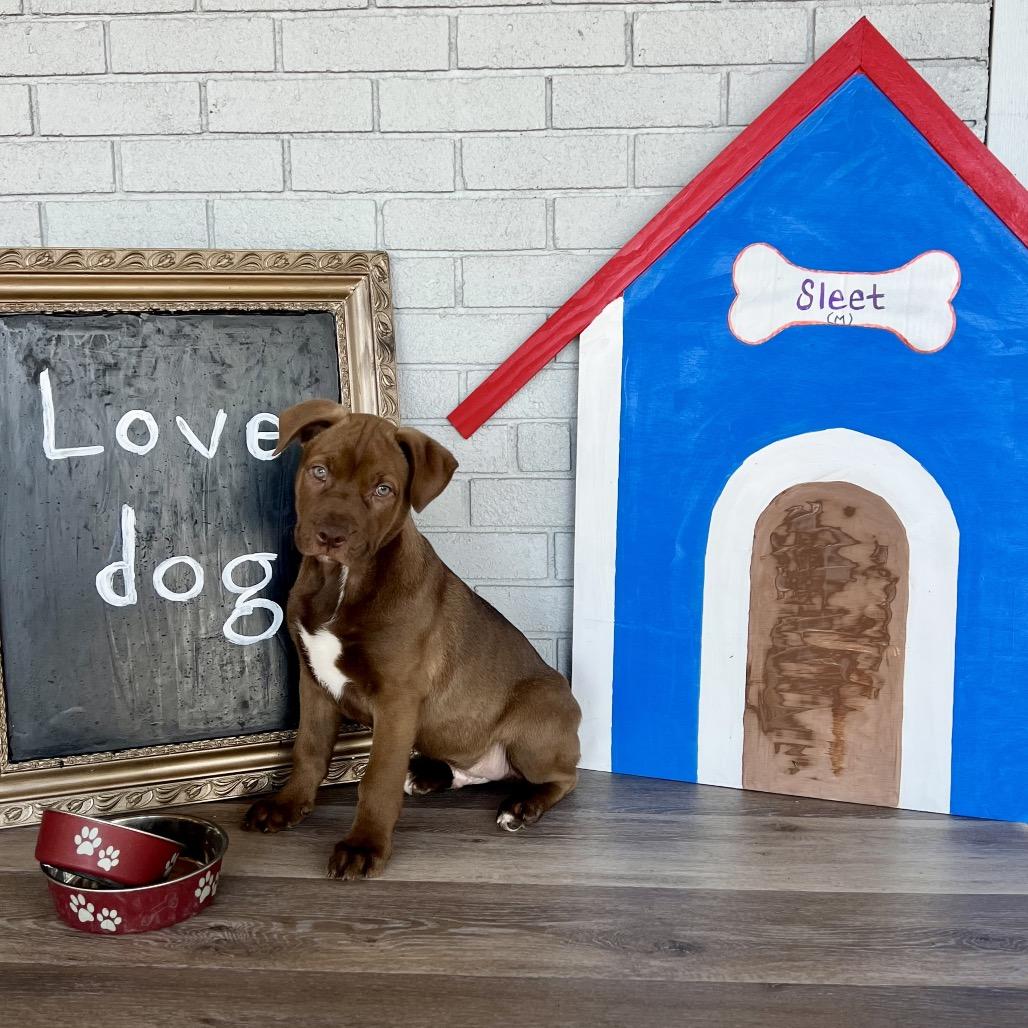 Sleet, Adoptable, Puppy Male German Shepherd Dog.