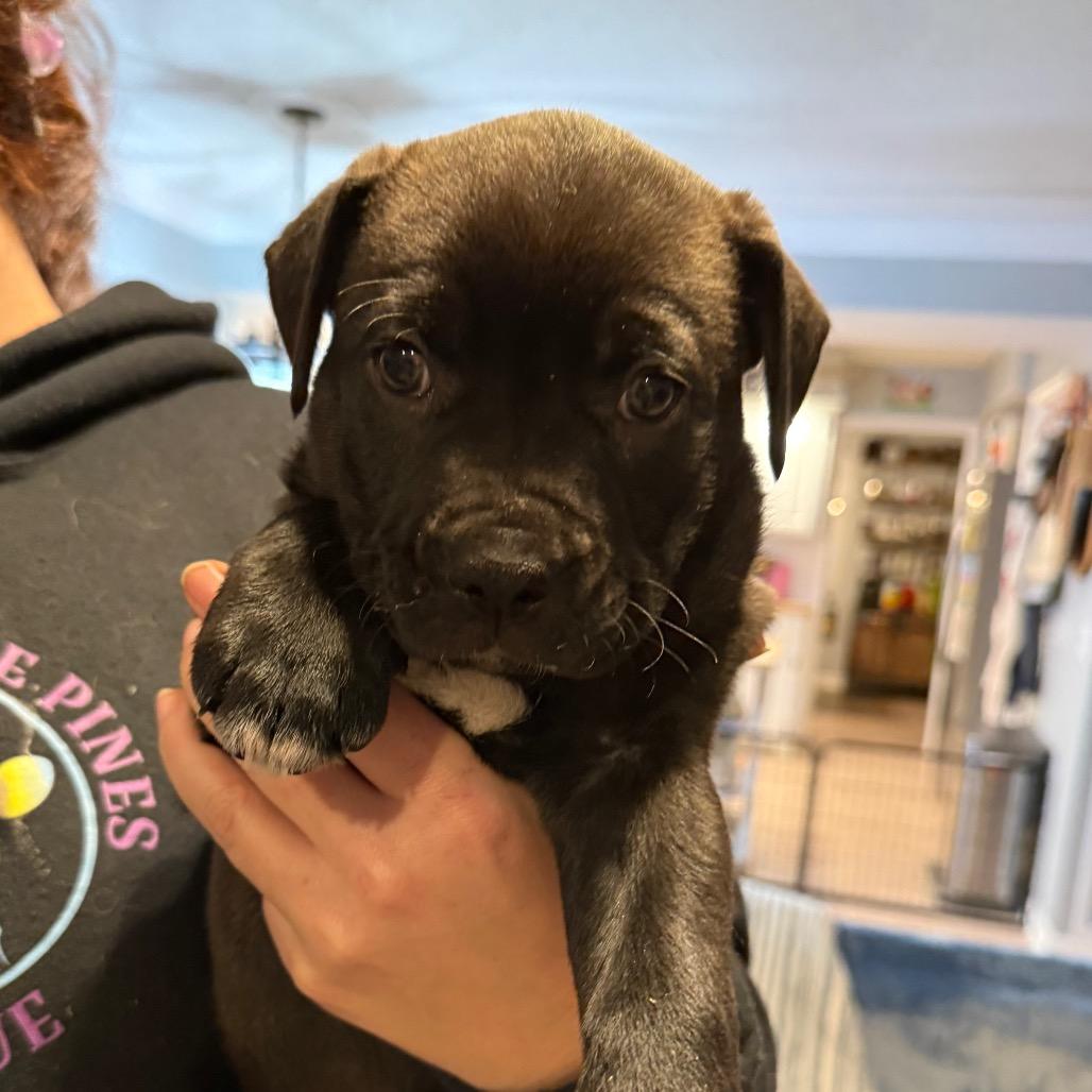 Enlarge Sleet, a Adoptable German Shepherd Dog in Aberdeen, NC image 1/3