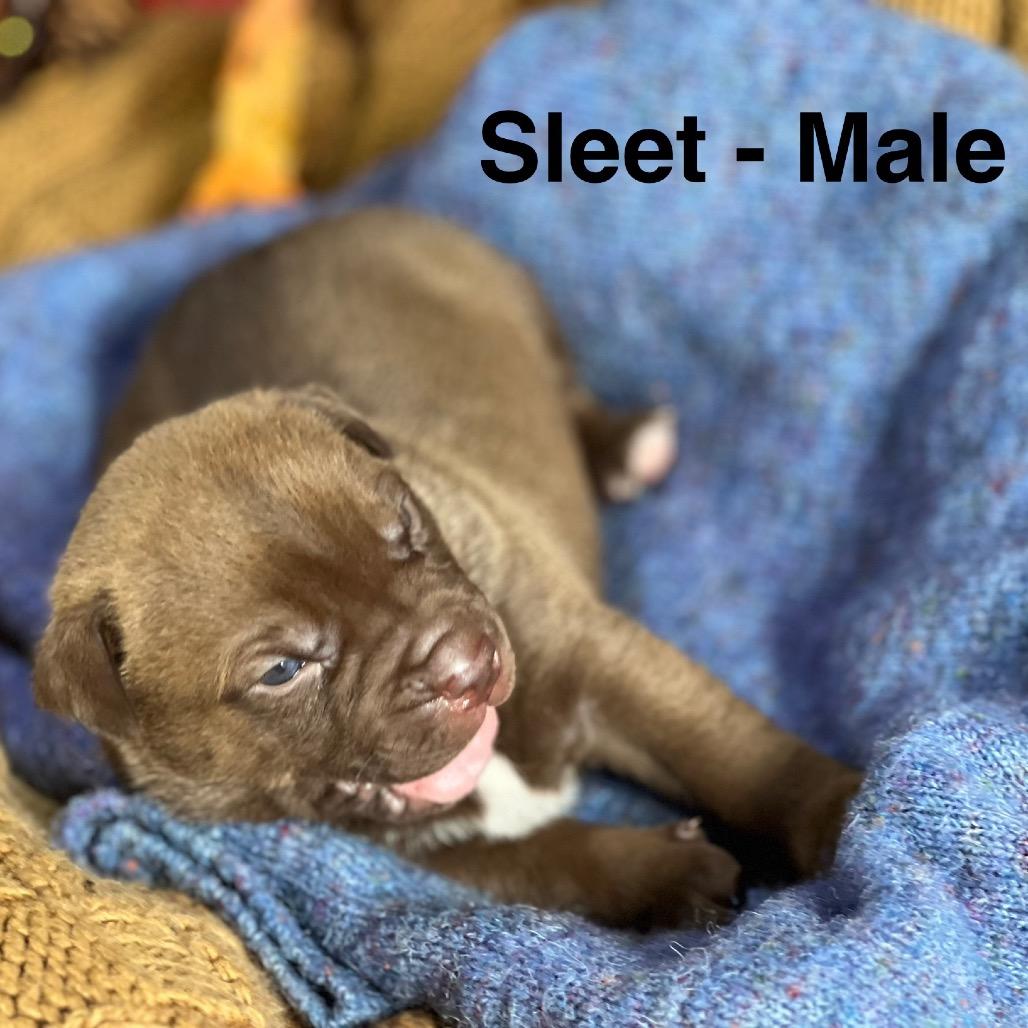 Enlarge Sleet, a Adoptable German Shepherd Dog in Aberdeen, NC image 2/3