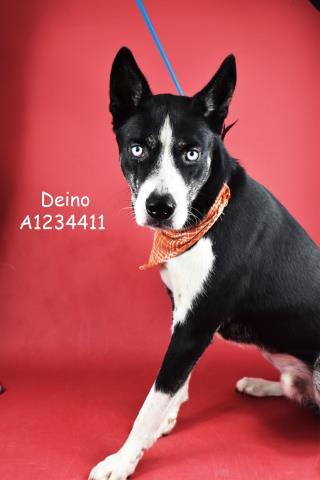 Enlarge Deino -- LONGTIME RESIDENT!, an adoptable Siberian Husky in Thousand Oaks, CA image 1/1