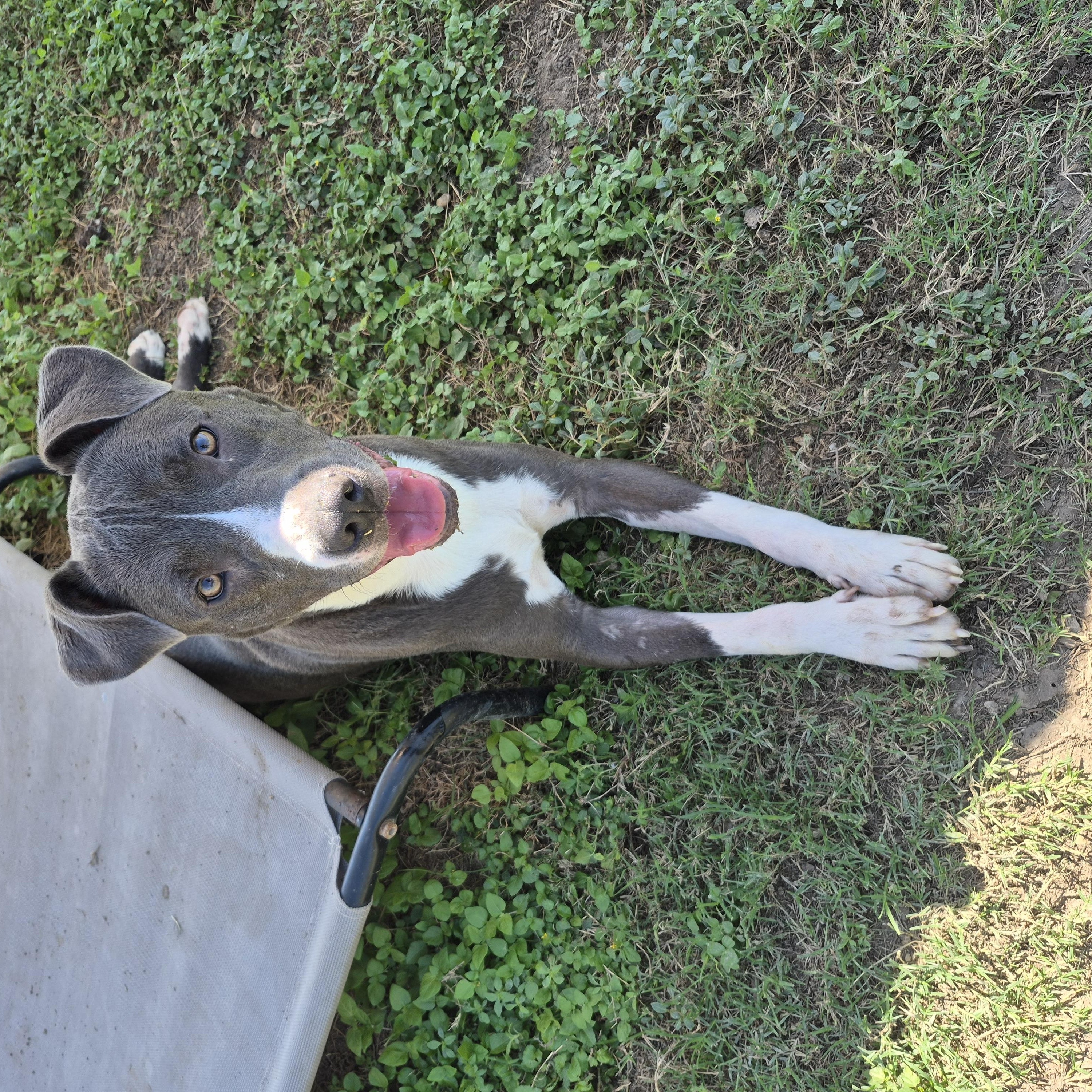 Cici, Adopted, Adult Female Mixed Breed.