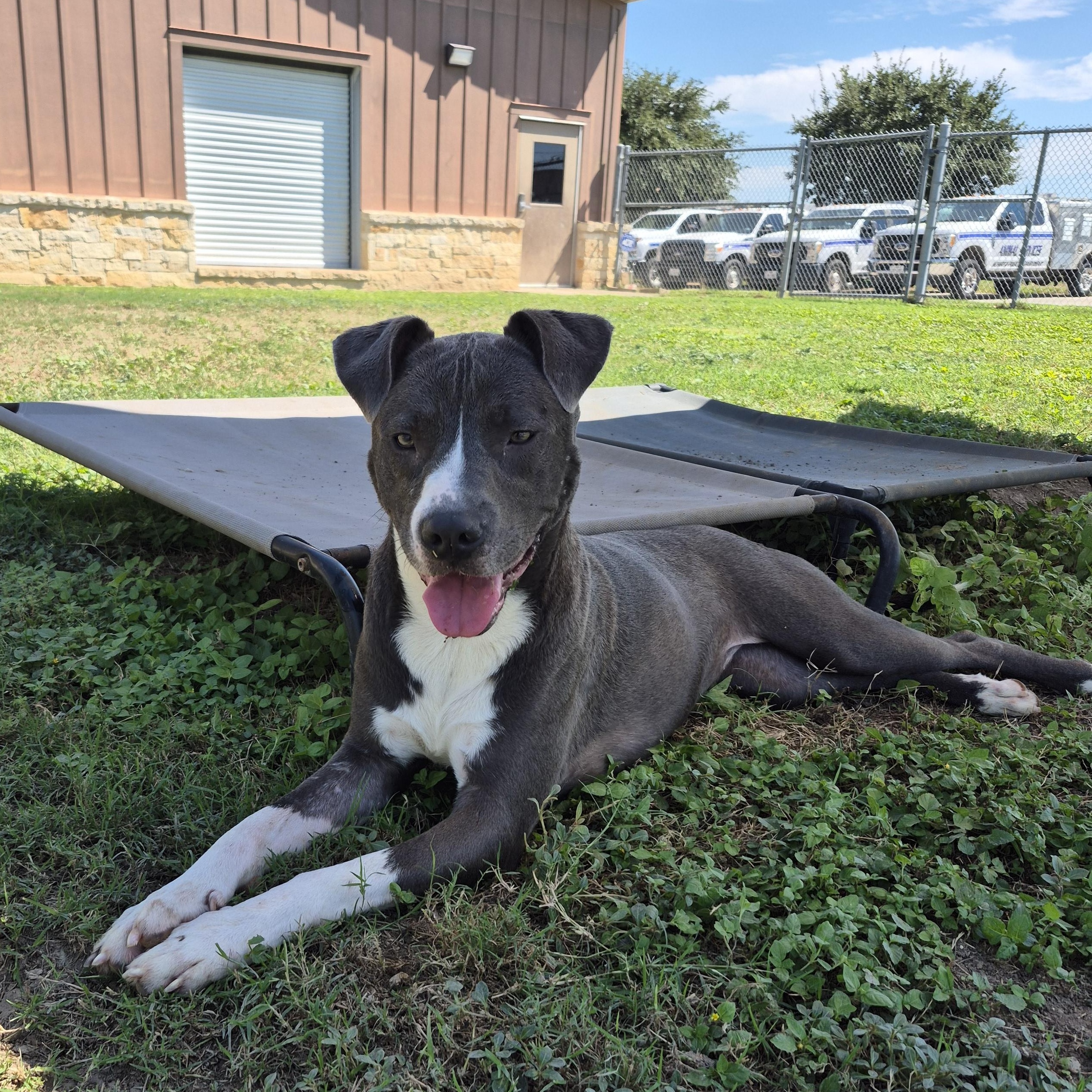 Enlarge Cici, a Adopted Mixed Breed in Schertz, TX image 2/3