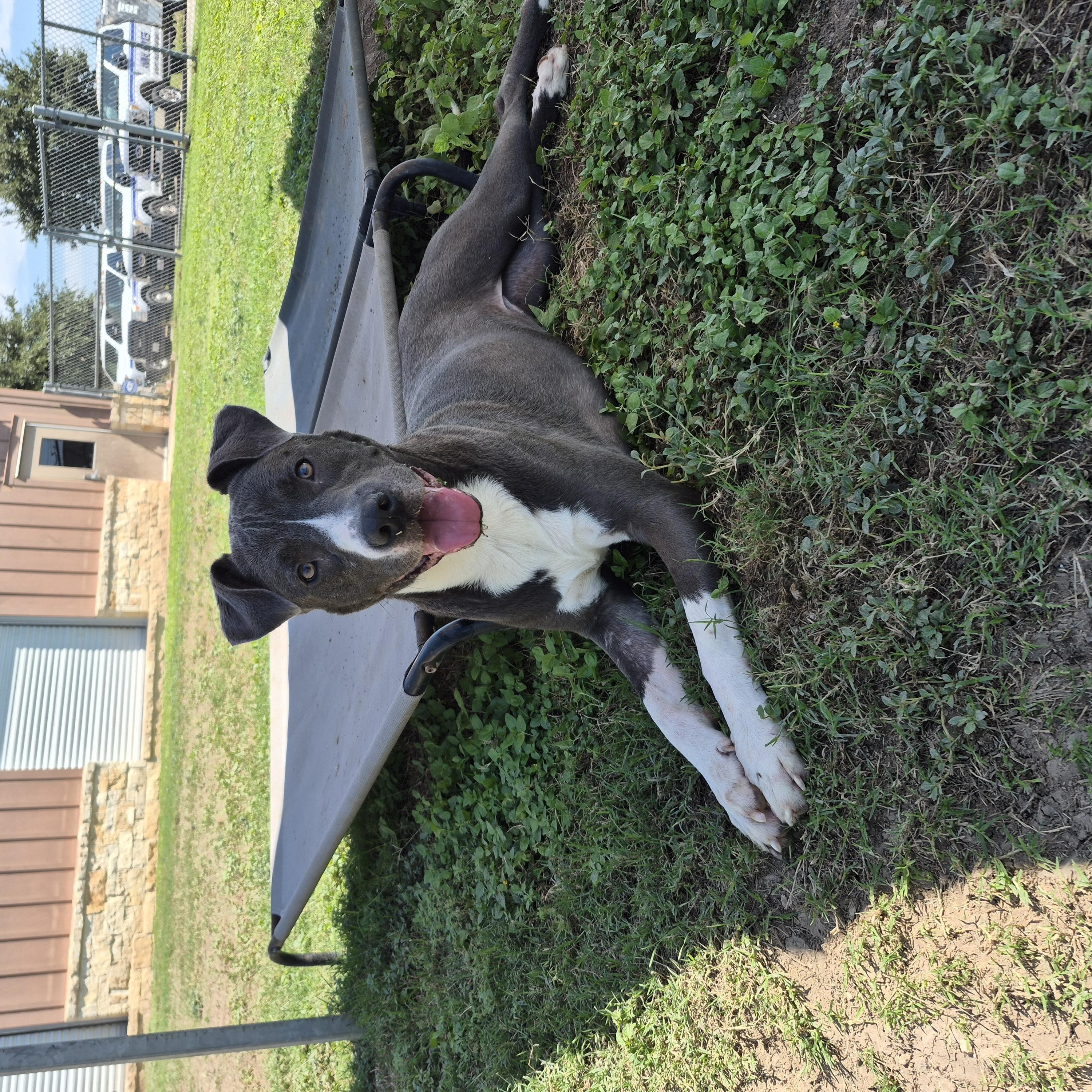 Enlarge Cici, a Adopted Mixed Breed in Schertz, TX image 3/3