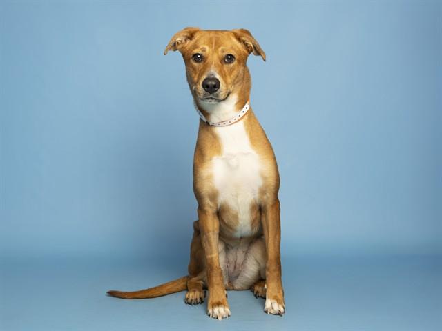 NELLIE, Adoptable, Young Female Labrador Retriever.