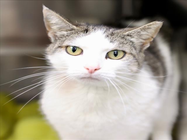 A518310, Adoptable, Young Female Domestic Short Hair.