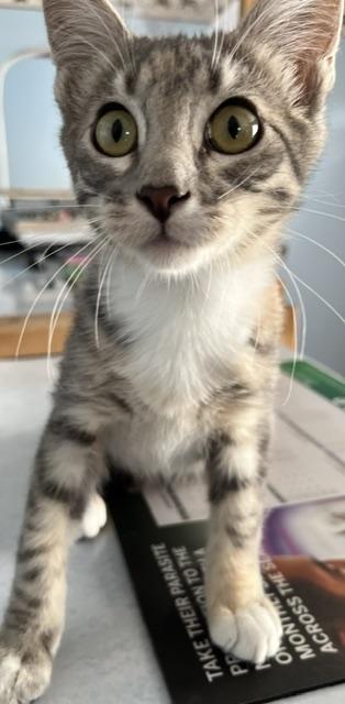 Enlarge Sparkle, a Adopted Domestic Short Hair in Trenton, MO image 1/1