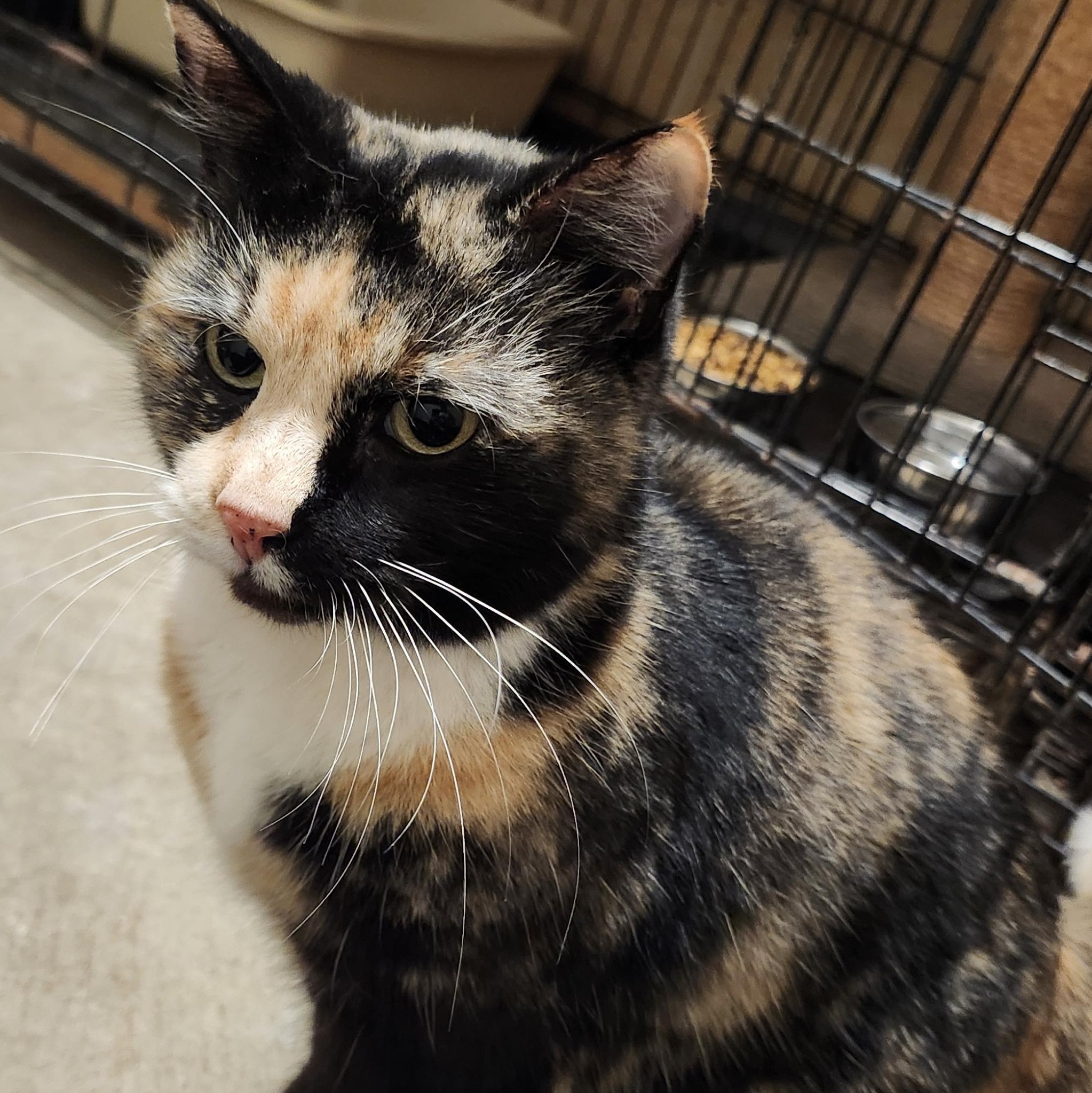 Shanti, adopted, Adult Female Domestic Short Hair.