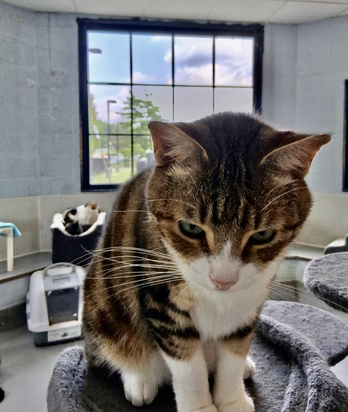 Enlarge Akimbo, a Adoptable American Shorthair in Yonkers, NY image 4/6