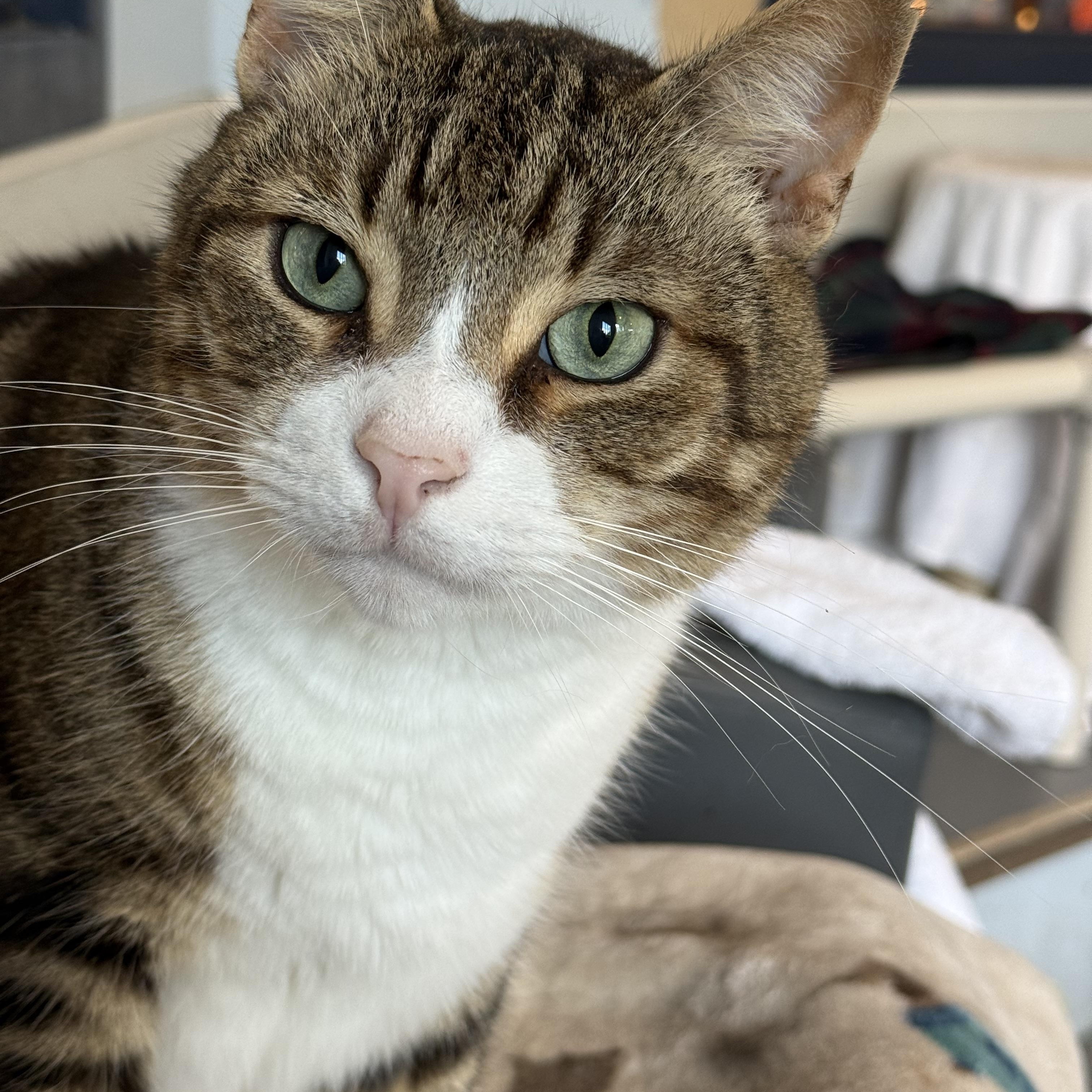 Enlarge Akimbo, a Adoptable American Shorthair in Yonkers, NY image 1/6