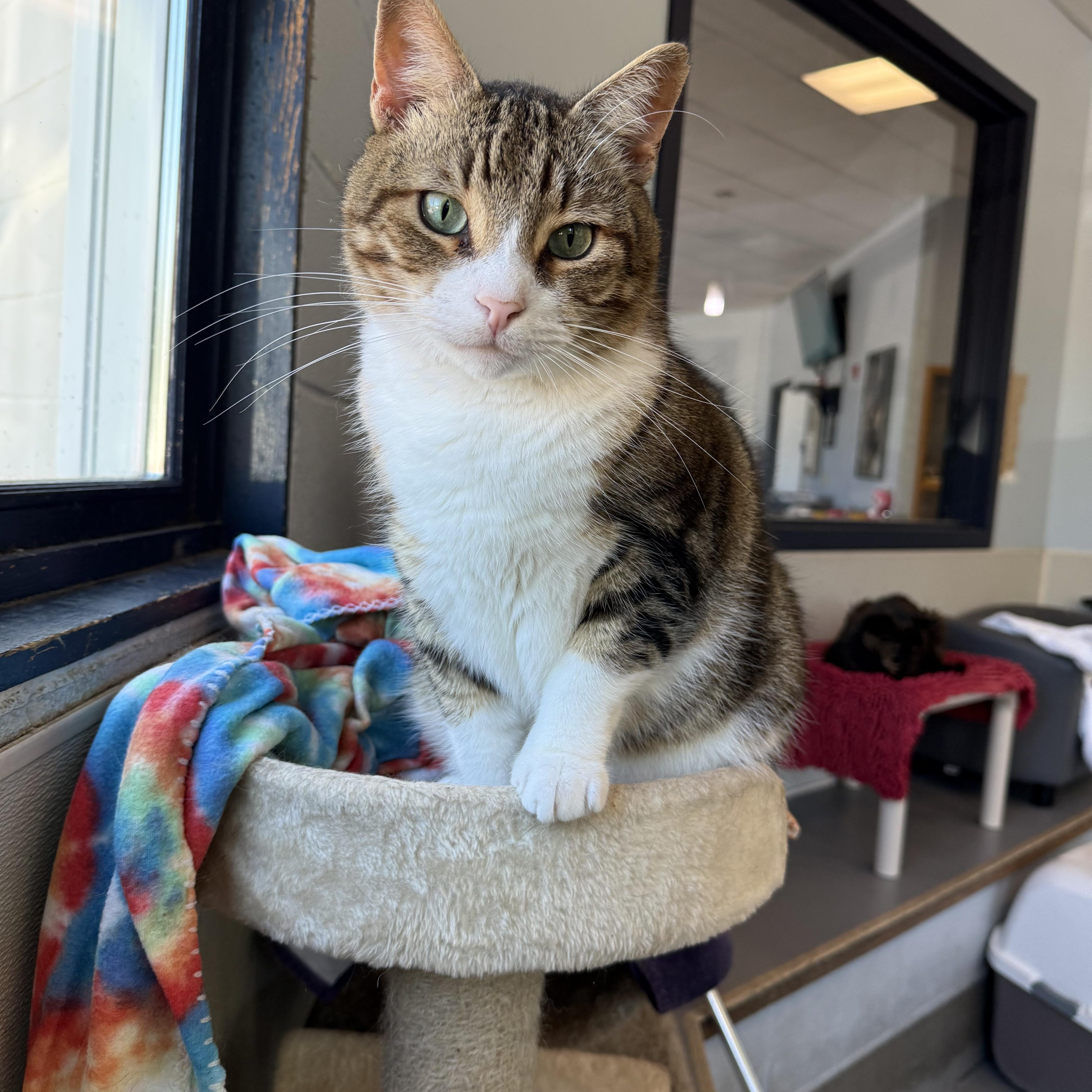 Enlarge Akimbo, a Adoptable American Shorthair in Yonkers, NY image 6/6