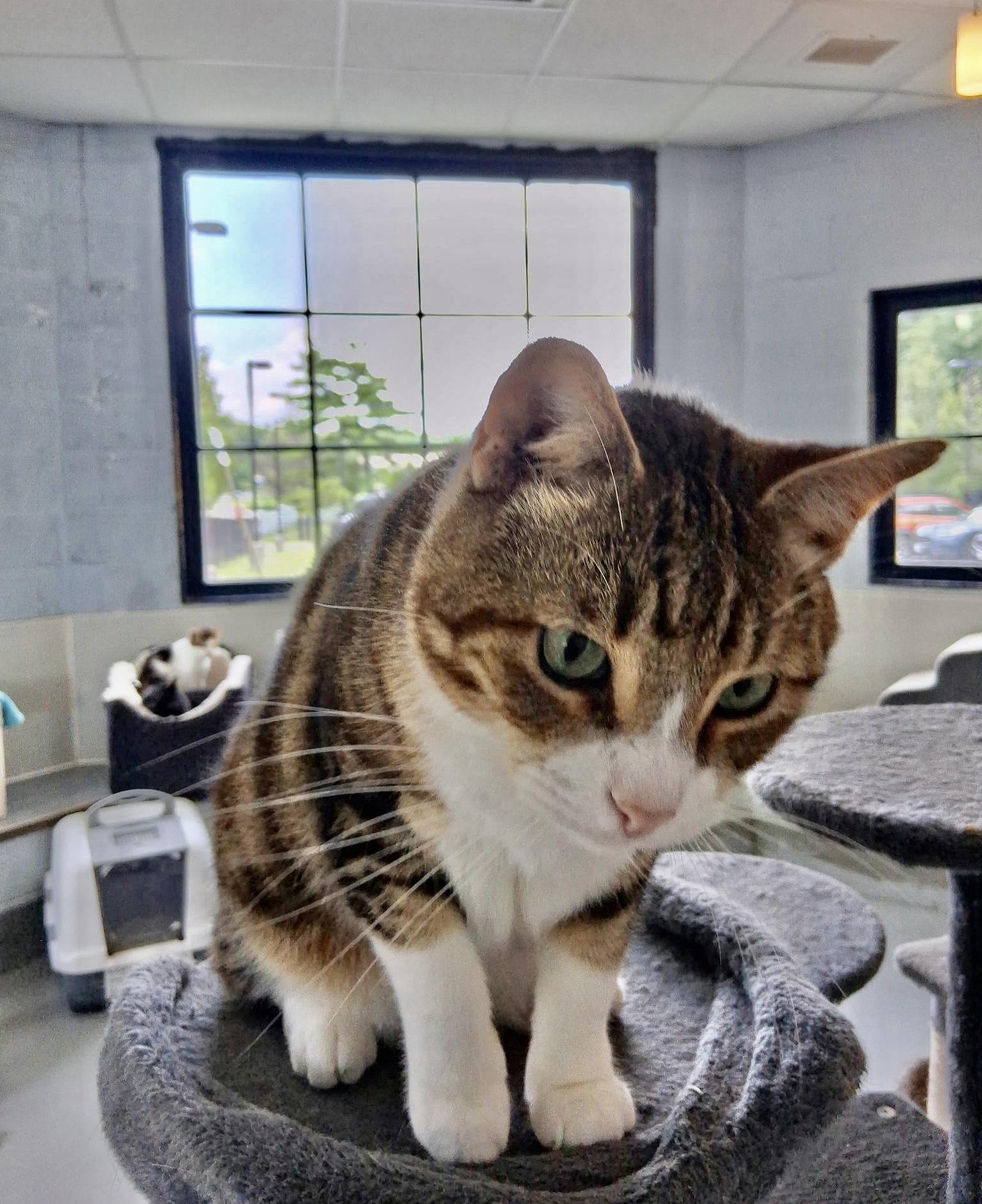 Enlarge Akimbo, a Adoptable American Shorthair in Yonkers, NY image 5/6