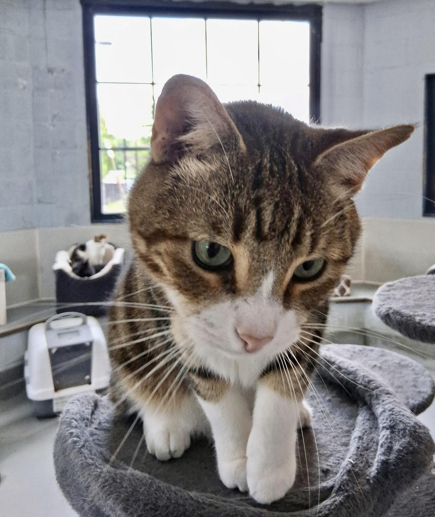 Enlarge Akimbo, a Adoptable American Shorthair in Yonkers, NY image 3/6
