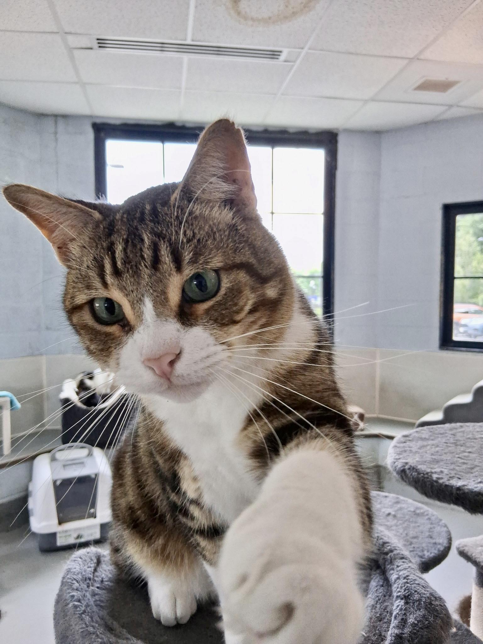Enlarge Akimbo, a Adoptable American Shorthair in Yonkers, NY image 2/6