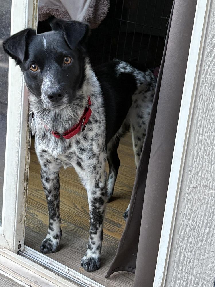 Spots, Adoptable, Adult Male Australian Cattle Dog / Blue Heeler.